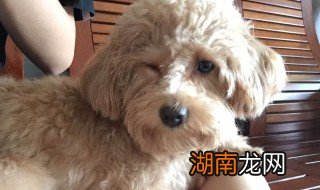 什么可以代替狗狗沐浴露 可以代替狗狗沐浴露的东西