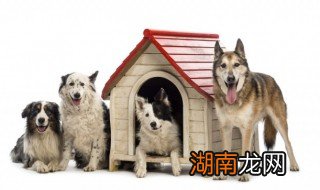不能养边境牧羊犬理由 为什么不能养边境牧羊犬