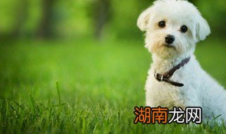 家里为什么不能养白狗 不能养白狗的原因