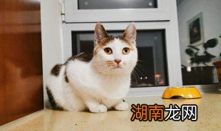 猫能不能吃火腿肠 猫可以吃火腿肠