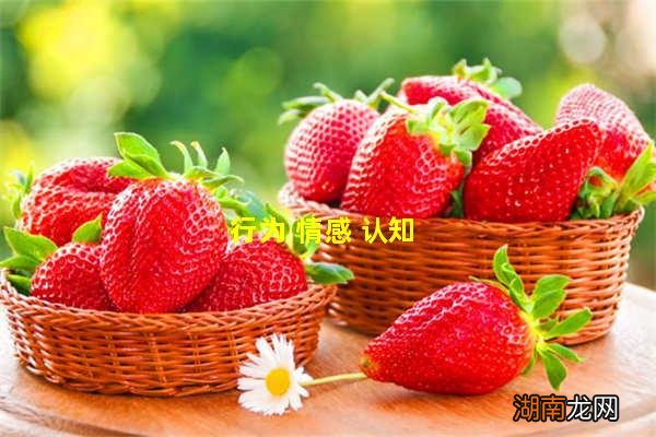 行为 情感 认知