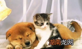 为什么不能捡狗回家 不能捡狗回家的原因