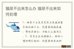 猫尿不出来怎么办 猫尿不出来如何处理