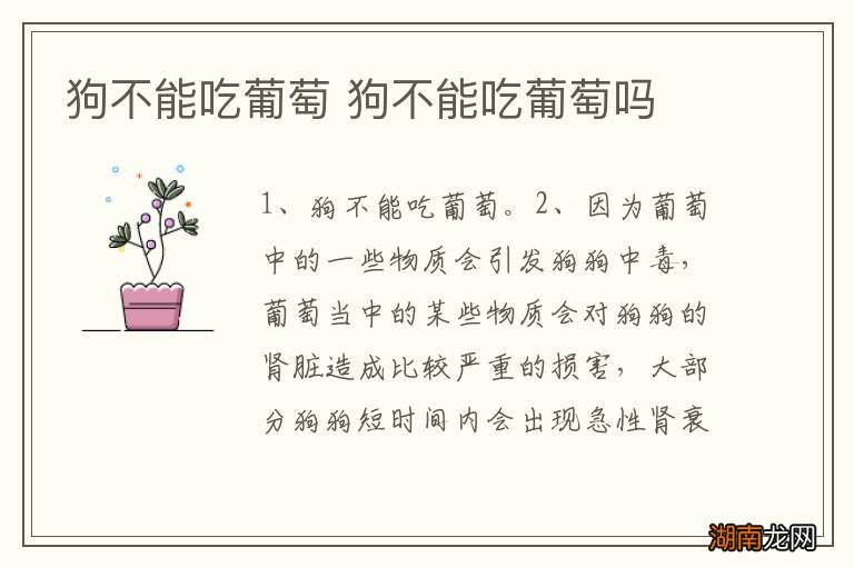 狗不能吃葡萄 狗不能吃葡萄吗