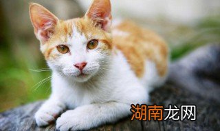 猫为什么不能喝牛奶 为什么小猫不能喝牛奶