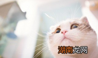 猫为什么不能吃盐 猫不能吃盐的原因