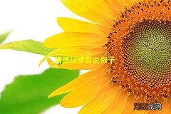 情感过滤假说例子