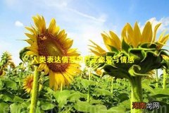 人类表达情感的方式恋爱与情感