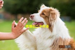 带情的二字词语