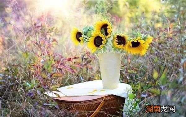 心理情感专家在线咨询