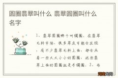 圆圈翡翠叫什么 翡翠圆圈叫什么名字