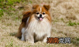 狗狗夏天热怎么办 狗夏天太热了怎么办