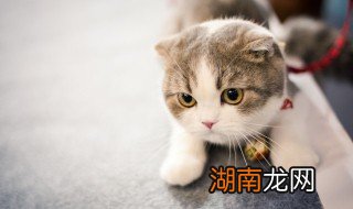 一个月小猫怎么分公母图解 一个月小猫怎么分公母