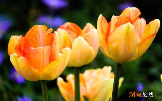 情感主播简介文案抖音知名情感博主