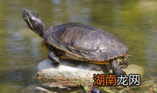 中华龟怎么分公母 幼年 中华龟怎么分公母