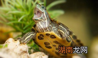 黄头侧颈龟怎么分公母 黄头侧颈龟怎样分公母