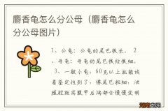 麝香龟怎么分公母图片 麝香龟怎么分公母