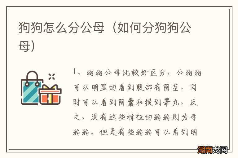 如何分狗狗公母 狗狗怎么分公母