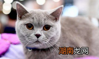 奶猫怎样分公母 奶猫怎么分公母