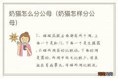 奶猫怎样分公母 奶猫怎么分公母