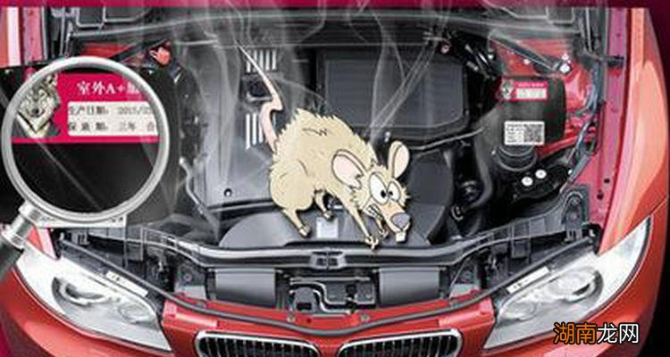 防止老鼠进发动机最有效的方法