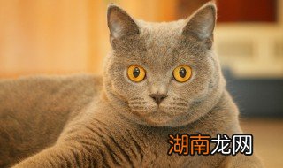 猫怎样分公母呢 怎么分猫的公母