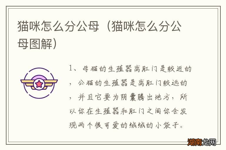 猫咪怎么分公母图解 猫咪怎么分公母
