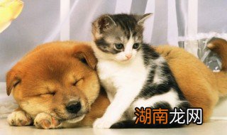 布偶混血幼猫怎么养才正确,布偶猫幼崽怎么养