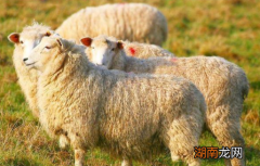 宋朝皇宫一年能吃掉多少斤羊肉？