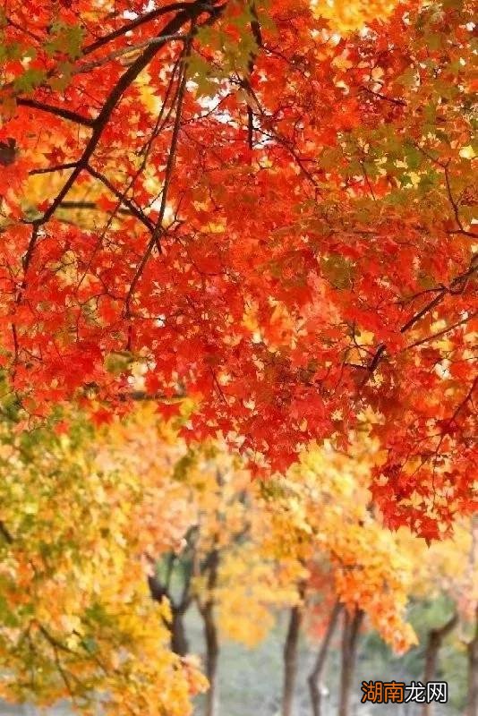 离异女同事唐婉的情感日记