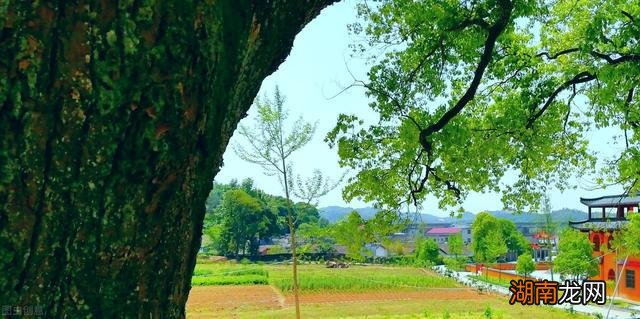 情感美文：一场繁华的梦境终于得到了释然