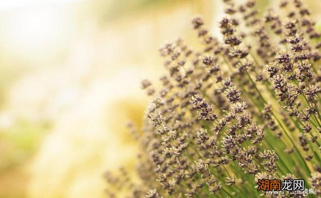 通过射手的4个爱情找出和他们恋爱的正确方法