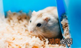 仓鼠喜欢藏在哪里 仓鼠有什么习惯