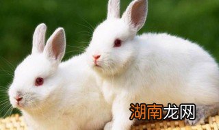 兔子吃桑叶吗 兔子吃桑叶的吗