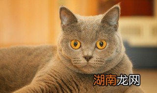 猫罐头放冰箱可以放多少天 猫罐头可以在冰箱储存多久