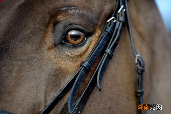 人与马拥有共同情感联系 马可读懂人类情绪