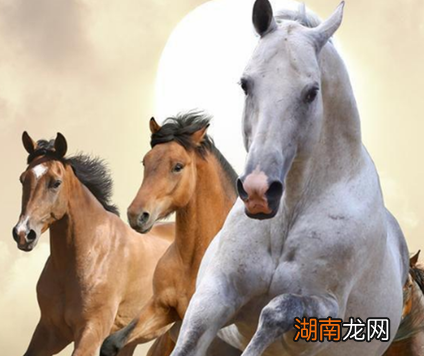 日行千里,夜行八百 古代汗血宝马到底有多快