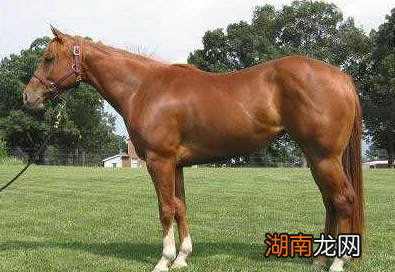 古代马匹能够跑多少里 所谓千里是真的假的