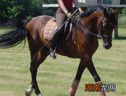 古代马匹能够跑多少里 所谓千里是真的假的