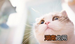 猫咪的神仙名字 小猫咪仙气名字