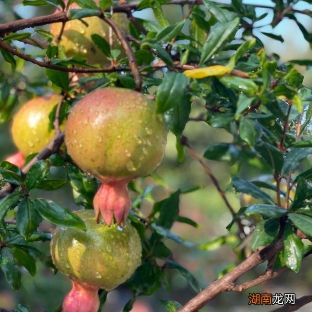 43岁殷桃在北京的豪宅，家中布满名贵花草和家具，价值超百万