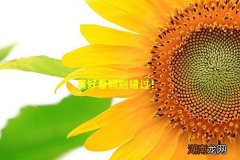 真好看啊别错过！