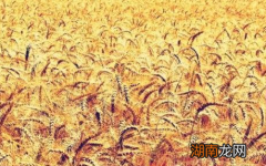 古代打仗古人是如何提供粮食的 古人是怎么解决这个问题的