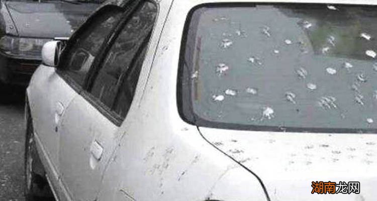 汽车清理鸟屎最简单方法