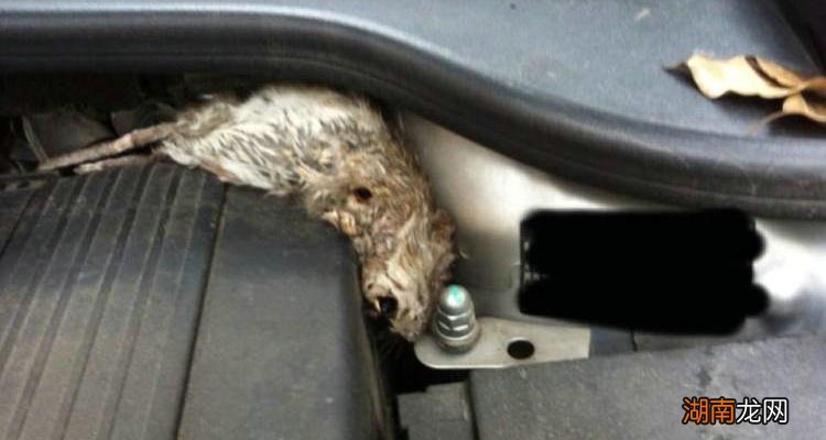 车上有老鼠怎么才能驱鼠