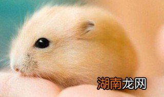 仓鼠丢了会自己回来吗 仓鼠丢了会不会自己回来