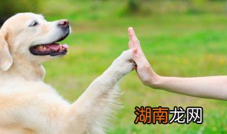 养宠物的好处和坏处 养宠物有的好坏处介绍