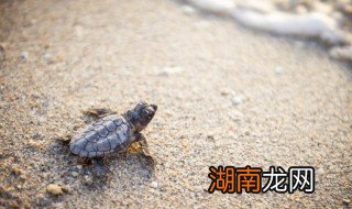 小乌龟吃什么东西 养小乌龟注意事项