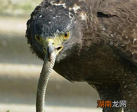 鸩毒作为一种十分厉害的毒药 历史上真的存在这种毒药吗