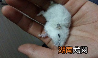 仓鼠多大可以繁殖 仓鼠什么时候繁殖